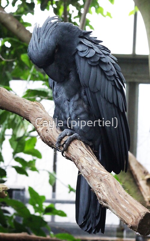 black palm cockatoo price philippines