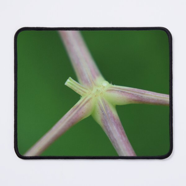 Item preview, Stems  designed and sold by Tonia Delozier's Photography .