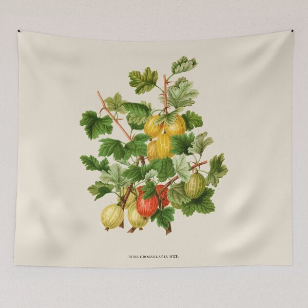 Item preview, Gooseberries Antique Botanical Illustration designed and sold by Antiquated Art.