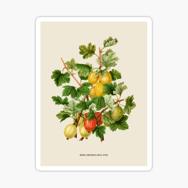 Item preview, Gooseberries Antique Botanical Illustration designed and sold by Antiquated Art.