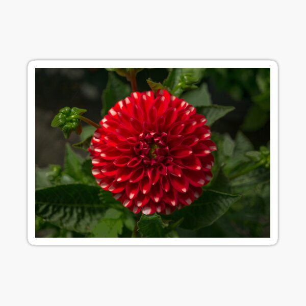 Item preview, Dahlia Flower designed and sold by Alisonchambers2.