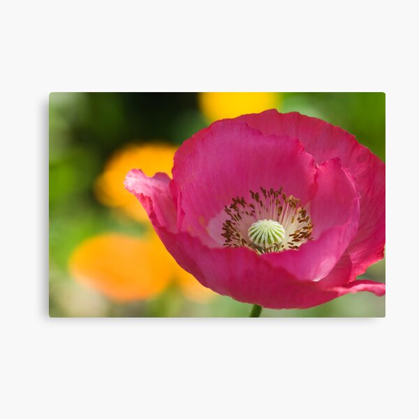 Passionate Canvas Print
