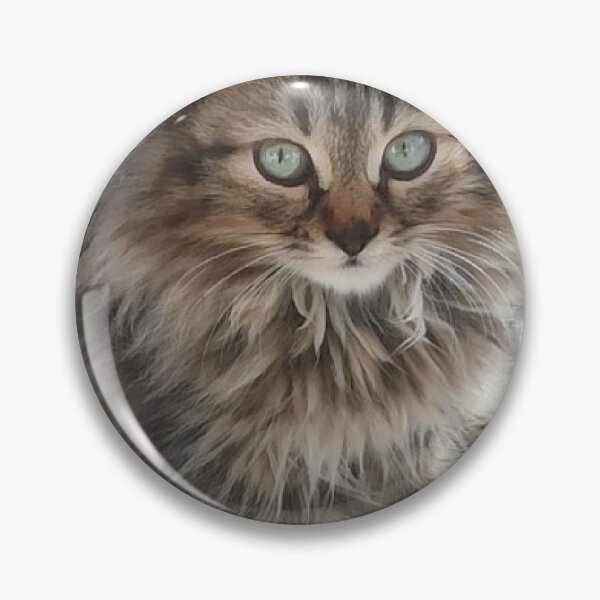 Item preview, A Cute Kitten resist me if you can!  designed and sold by nickbrayimages.
