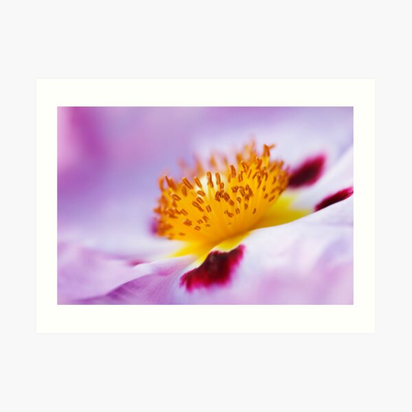 Exotic Art Print