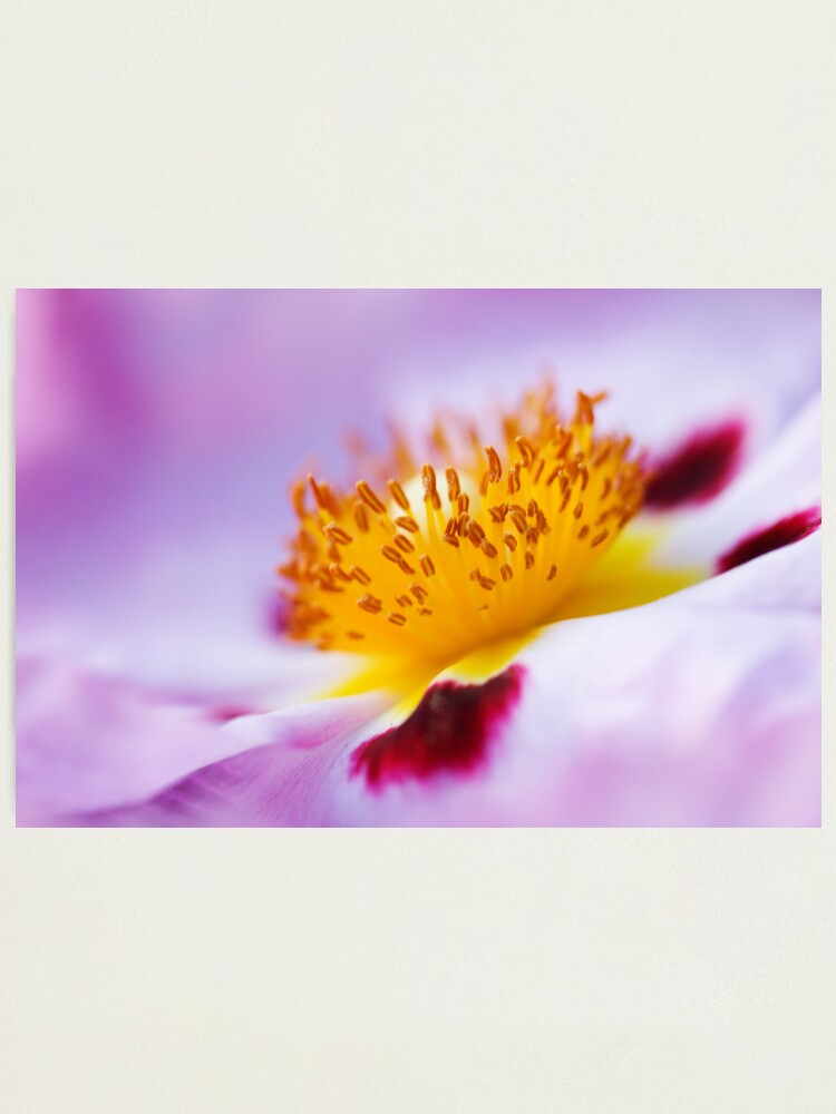 Alternate view of Exotic Photographic Print