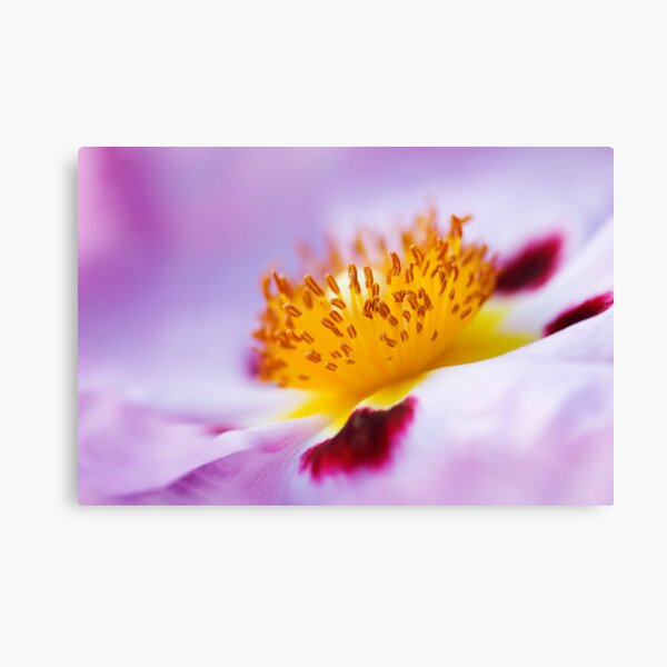 Exotic Canvas Print
