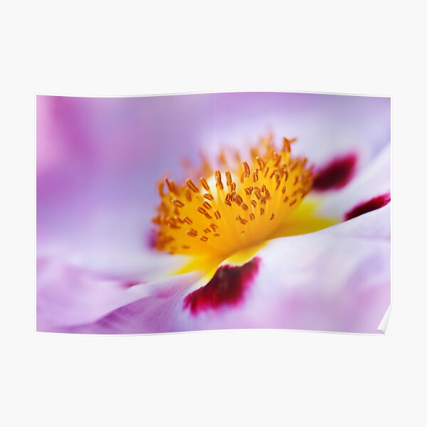 Exotic Poster