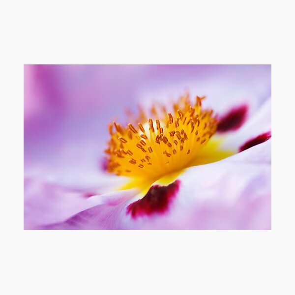 Exotic Photographic Print