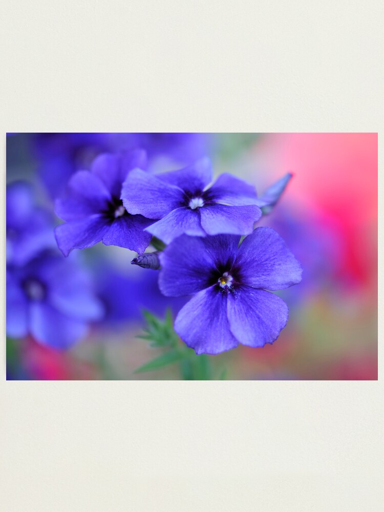 Alternate view of My Blue Heaven Photographic Print