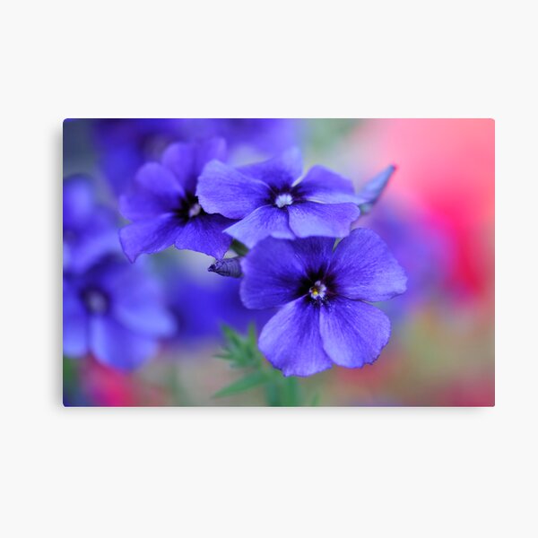 My Blue Heaven Canvas Print