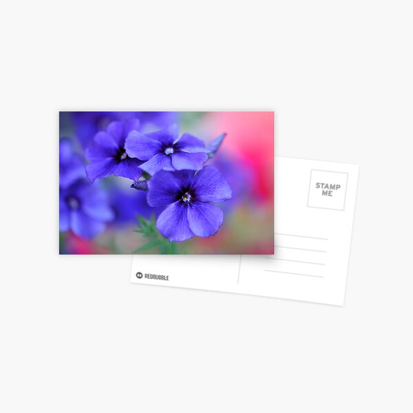 My Blue Heaven Postcard