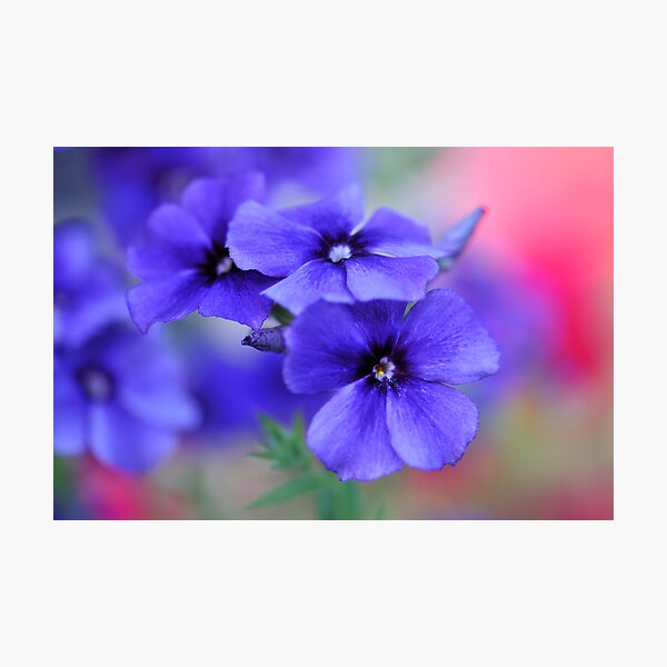 My Blue Heaven Photographic Print