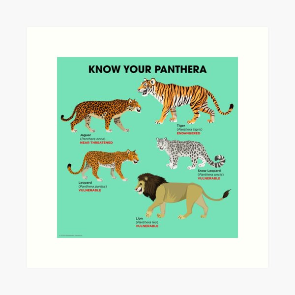 Item preview, Know Your Panthera designed and sold by Peppermint Narwhal.