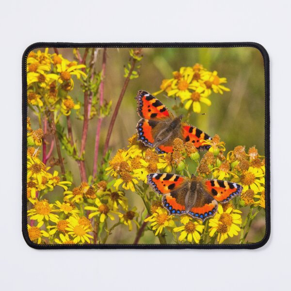 Item preview, Small Tortoiseshell Butterflies on Common Ragwort designed and sold by Violaman.