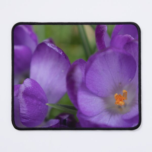 Item preview, Crocus designed and sold by Calidris Fotografie Steffi & Ben Köppler.