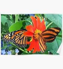 “Double Butterfly Love”, Photo / Digital Painting Poster