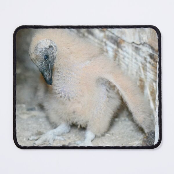 Item preview, Black Vulture Nestling designed and sold by LauraWolfArtist.