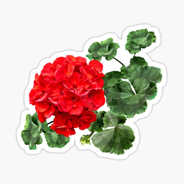 Item preview, Leuchtend rote Geranie designed and sold by Susan Savad.