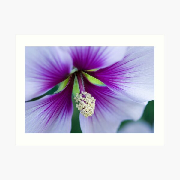 Purple Effusion Art Print