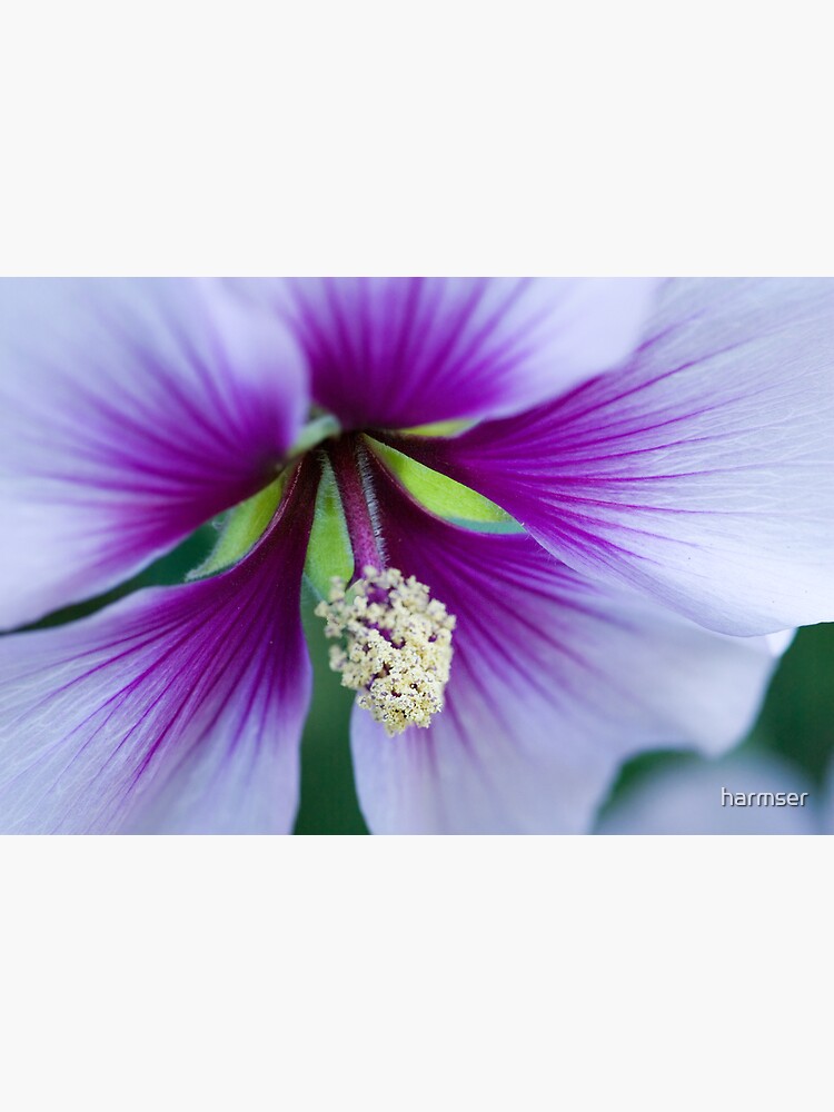 Purple Effusion by harmser