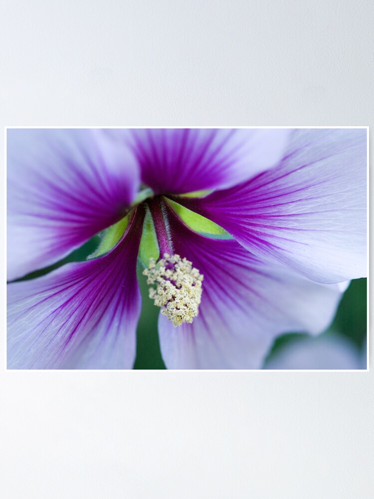Alternate view of Purple Effusion Poster
