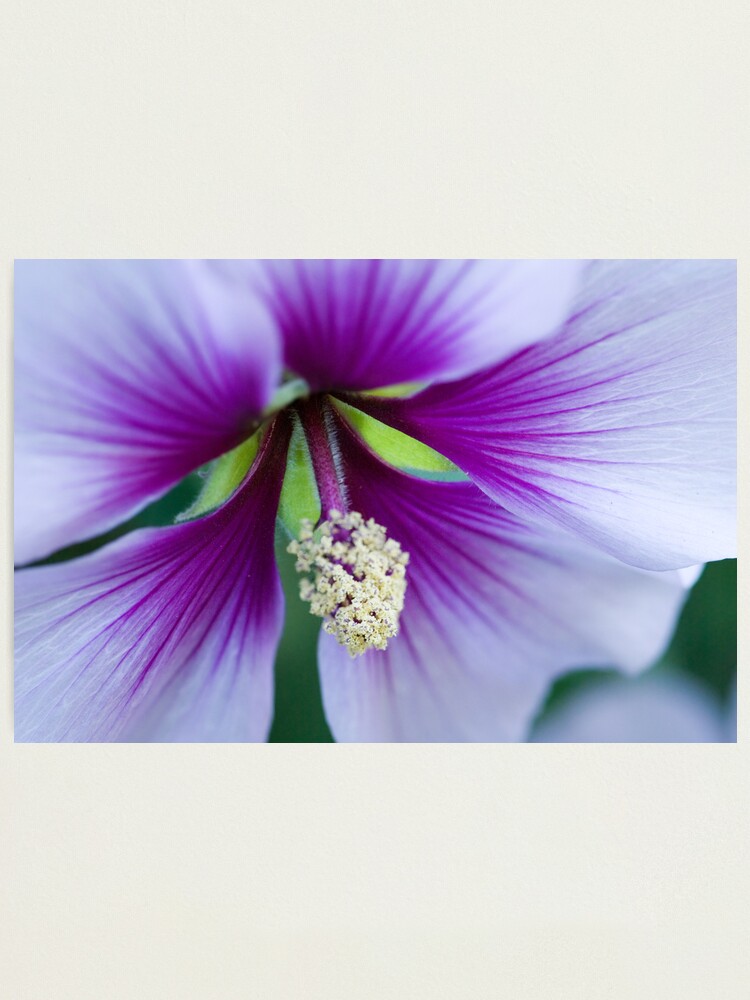 Alternate view of Purple Effusion Photographic Print