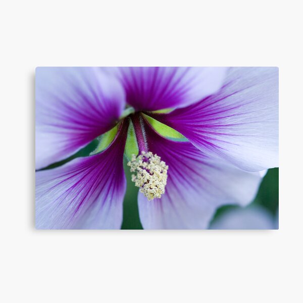 Purple Effusion Canvas Print