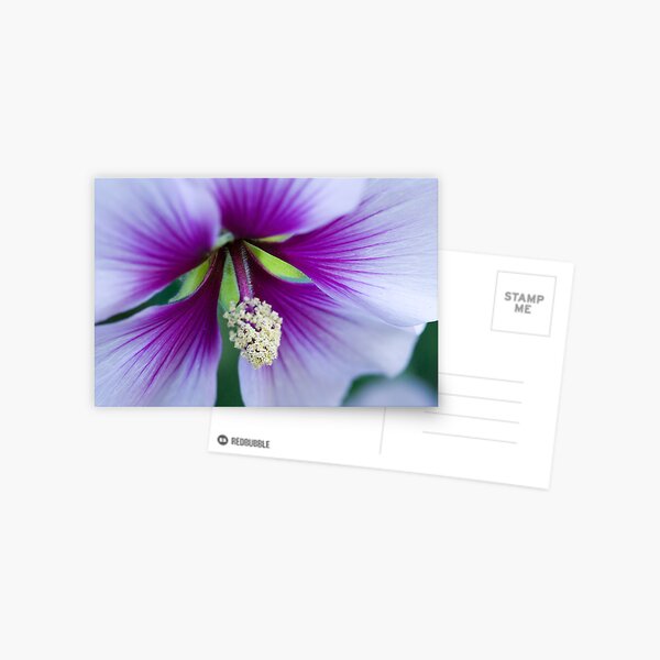 Purple Effusion Postcard