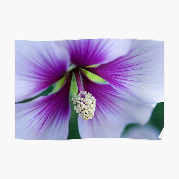 Purple Effusion Poster