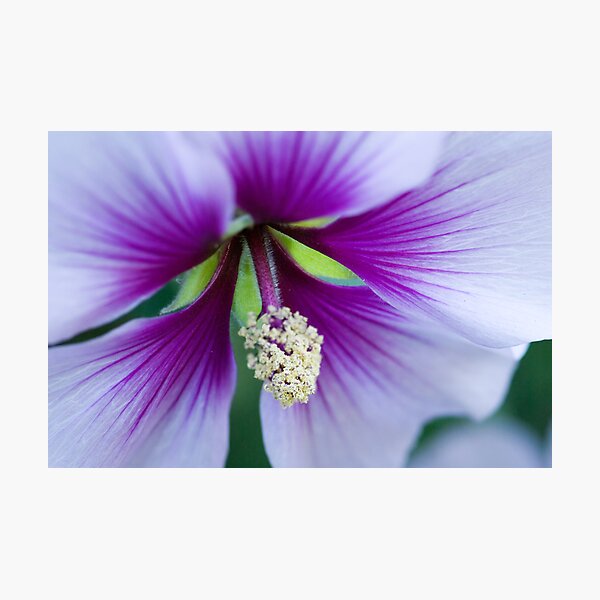 Purple Effusion Photographic Print