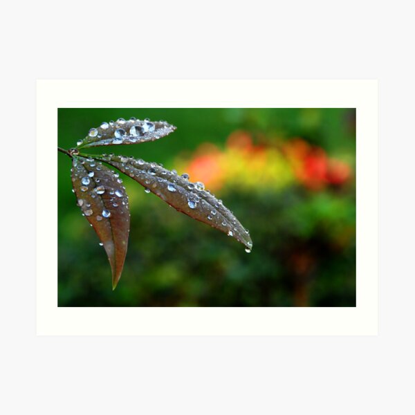 After the Storm Art Print