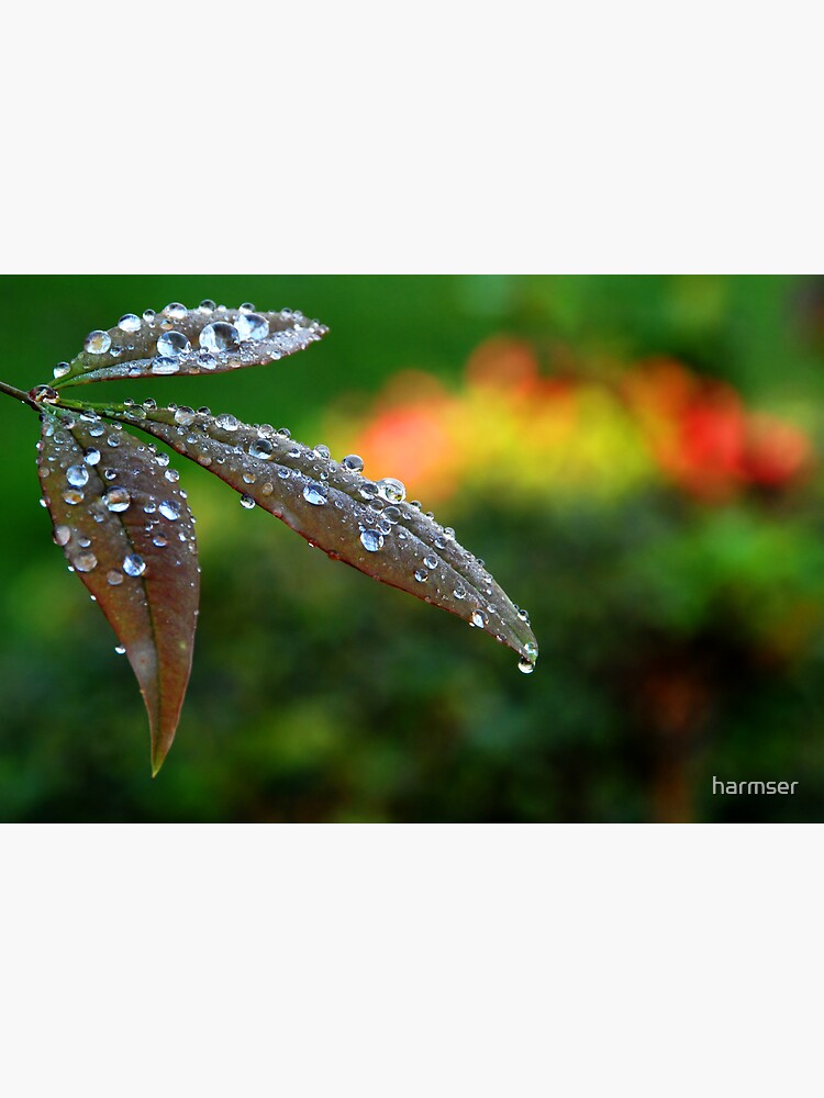 After the Storm by harmser