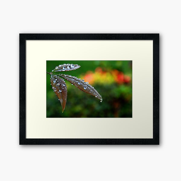 After the Storm Framed Art Print
