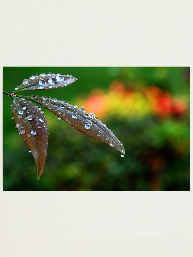 Alternate view of After the Storm Photographic Print