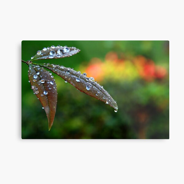 After the Storm Metal Print
