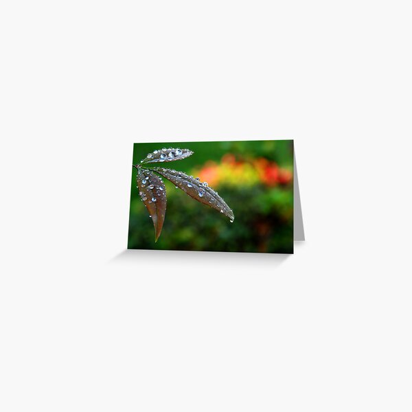 After the Storm Greeting Card