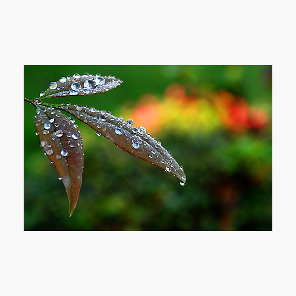 After the Storm Photographic Print