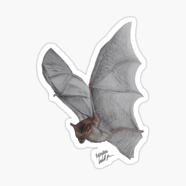 Item preview, Fledermaus Buntstiftzeichnung realistisch designed and sold by Ms-Nightshade.