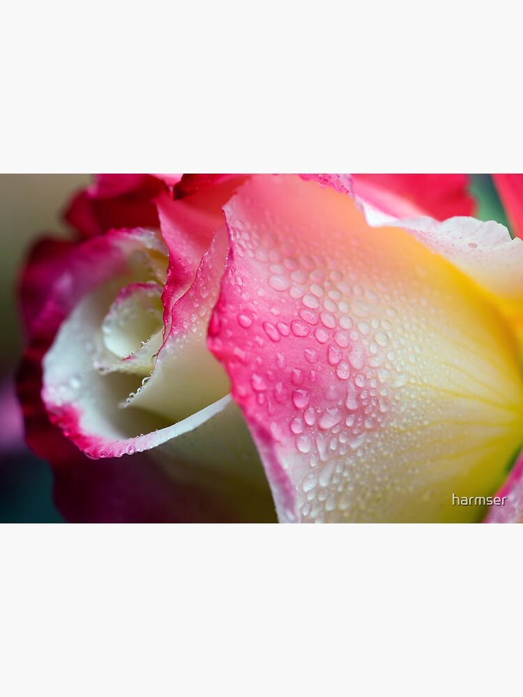 Dewy Beauty by harmser