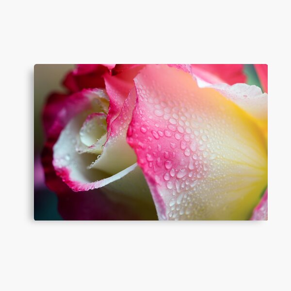 Dewy Beauty Metal Print