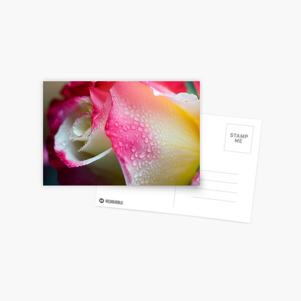 Dewy Beauty Postcard