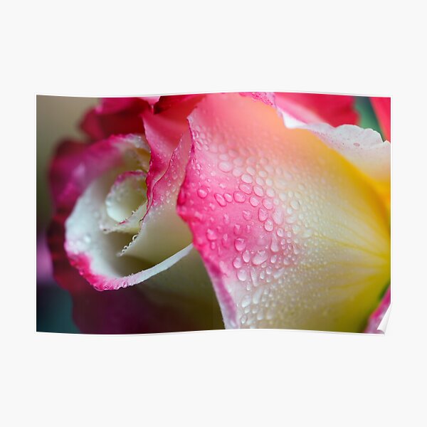 Dewy Beauty Poster
