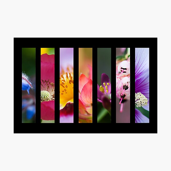 Perennial Bounty Photographic Print