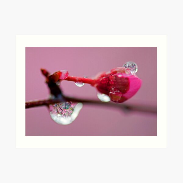 Spring Jewels Art Print