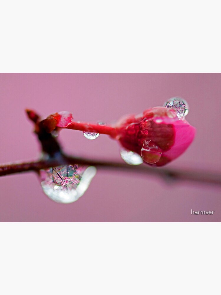 Spring Jewels by harmser
