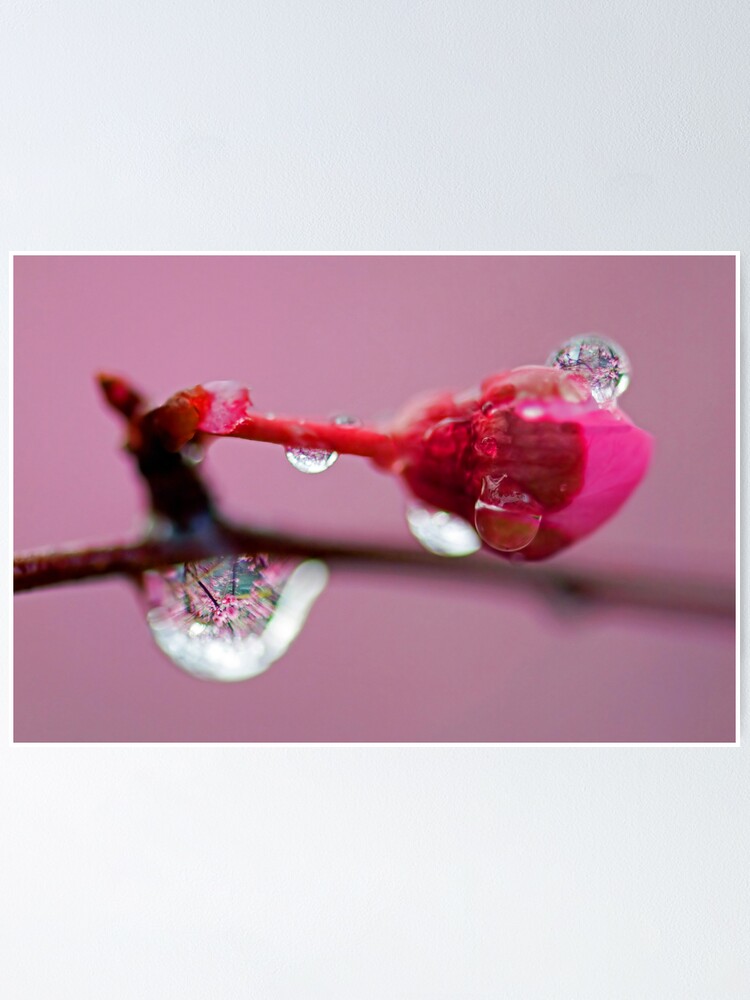 Alternate view of Spring Jewels Poster