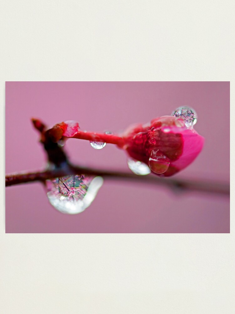 Alternate view of Spring Jewels Photographic Print