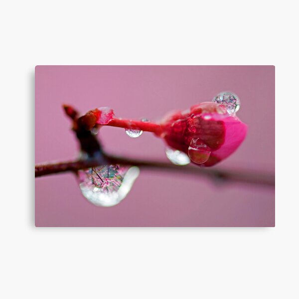 Spring Jewels Canvas Print