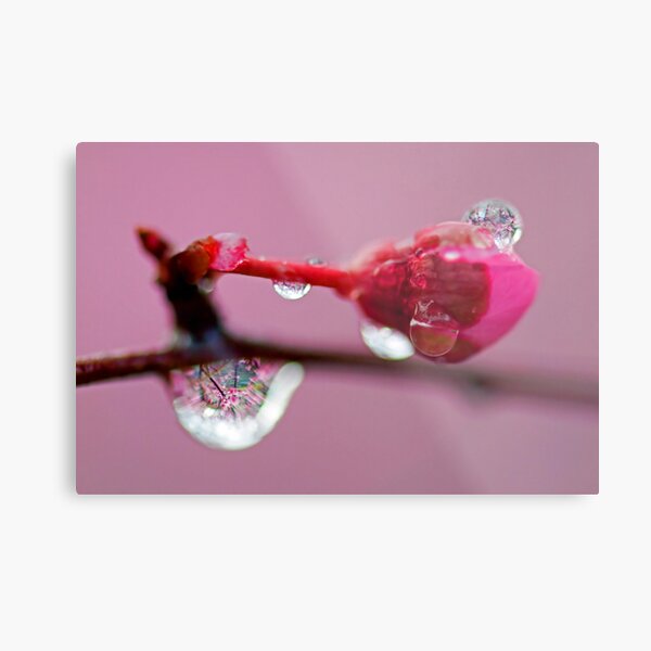 Spring Jewels Metal Print