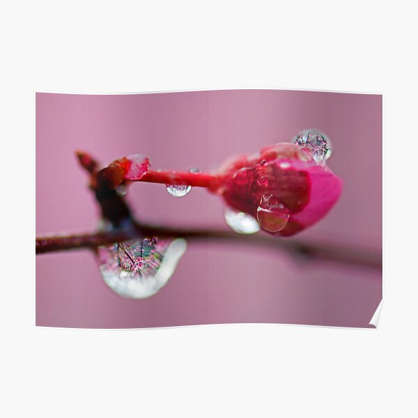 Spring Jewels Poster